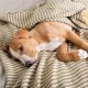 Care Guide For Your Sick Dog: Tips & Advice | My Caring Dog – Tips, Stories, and Care Guides for Loving Pet Owners