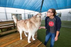 Top Austin Dog Day Care: Best Options My Caring Dog – Tips, Stories, and Care Guides for Loving Pet Owners Top Austin Dog Day Care: Best Options | My Caring Dog – Tips, Stories, and Care Guides for Loving Pet Owners