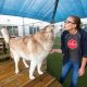Top Austin Dog Day Care: Best Options | My Caring Dog – Tips, Stories, and Care Guides for Loving Pet Owners