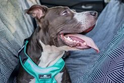 Top Sleepypod Dog Harness for Car Safety My Caring Dog – Tips, Stories, and Care Guides for Loving Pet Owners Top Sleepypod Dog Harness for Car Safety | My Caring Dog – Tips, Stories, and Care Guides for Loving Pet Owners