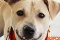 Best ASPCA Resources for Dogs & Puppies My Caring Dog – Tips, Stories, and Care Guides for Loving Pet Owners Best ASPCA Resources for Dogs & Puppies | My Caring Dog – Tips, Stories, and Care Guides for Loving Pet Owners