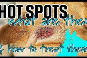 Dog Hot Spots: Care & Treatment Guide My Caring Dog – Tips, Stories, and Care Guides for Loving Pet Owners Dog Hot Spots: Care & Treatment Guide | My Caring Dog – Tips, Stories, and Care Guides for Loving Pet Owners