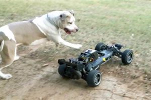 Dog Chasing Rc Car My Caring Dog – Tips, Stories, and Care Guides for Loving Pet Owners Dog Chasing Rc Car | My Caring Dog – Tips, Stories, and Care Guides for Loving Pet Owners