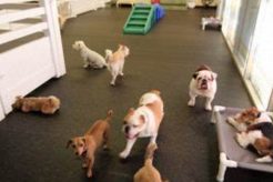 Best Dog Day Care in Corona, CA: Top Picks My Caring Dog – Tips, Stories, and Care Guides for Loving Pet Owners Best Dog Day Care in Corona, CA: Top Picks | My Caring Dog – Tips, Stories, and Care Guides for Loving Pet Owners