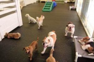 Best Dog Day Care in Corona, CA: Top Picks My Caring Dog – Tips, Stories, and Care Guides for Loving Pet Owners Best Dog Day Care in Corona, CA: Top Picks | My Caring Dog – Tips, Stories, and Care Guides for Loving Pet Owners