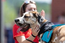 Free Service Dog Training Near Me My Caring Dog – Tips, Stories, and Care Guides for Loving Pet Owners Free Service Dog Training Near Me | My Caring Dog – Tips, Stories, and Care Guides for Loving Pet Owners