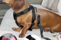 Best Dog Car Seat Harnesses for Safe Travels My Caring Dog – Tips, Stories, and Care Guides for Loving Pet Owners Best Dog Car Seat Harnesses for Safe Travels | My Caring Dog – Tips, Stories, and Care Guides for Loving Pet Owners