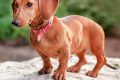 Find Service Dog Adoption Near You Today My Caring Dog – Tips, Stories, and Care Guides for Loving Pet Owners Find Service Dog Adoption Near You Today | My Caring Dog – Tips, Stories, and Care Guides for Loving Pet Owners