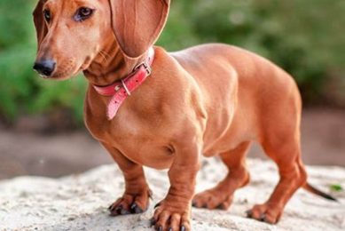 Find Service Dog Adoption Near You Today My Caring Dog – Tips, Stories, and Care Guides for Loving Pet Owners Find Service Dog Adoption Near You Today | My Caring Dog – Tips, Stories, and Care Guides for Loving Pet Owners