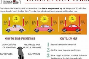 Danger! How Hot Is Too Hot for Dogs in Cars? Act Now! My Caring Dog – Tips, Stories, and Care Guides for Loving Pet Owners Danger! How Hot Is Too Hot for Dogs in Cars? Act Now! | My Caring Dog – Tips, Stories, and Care Guides for Loving Pet Owners