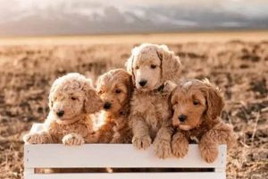Best California Puppies for Car Travel My Caring Dog – Tips, Stories, and Care Guides for Loving Pet Owners Best California Puppies for Car Travel | My Caring Dog – Tips, Stories, and Care Guides for Loving Pet Owners