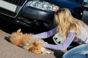 Dog Struck By Car: Guide & Prevention My Caring Dog – Tips, Stories, and Care Guides for Loving Pet Owners Dog Struck By Car: Guide & Prevention | My Caring Dog – Tips, Stories, and Care Guides for Loving Pet Owners