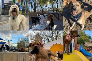 Best Dog Day Care in National City | Top Centers My Caring Dog – Tips, Stories, and Care Guides for Loving Pet Owners Best Dog Day Care in National City | Top Centers | My Caring Dog – Tips, Stories, and Care Guides for Loving Pet Owners