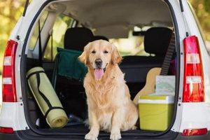 Car Travel With Dog My Caring Dog – Tips, Stories, and Care Guides for Loving Pet Owners Car Travel With Dog | My Caring Dog – Tips, Stories, and Care Guides for Loving Pet Owners