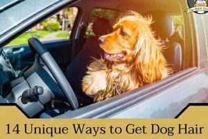 Top 5 Tricks: Dog Hair Out of Car Fast & Easy My Caring Dog – Tips, Stories, and Care Guides for Loving Pet Owners Top 5 Tricks: Dog Hair Out of Car Fast & Easy | My Caring Dog – Tips, Stories, and Care Guides for Loving Pet Owners