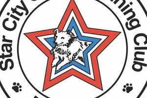 Top Star City Canine Gear for Car Dogs My Caring Dog – Tips, Stories, and Care Guides for Loving Pet Owners Top Star City Canine Gear for Car Dogs | My Caring Dog – Tips, Stories, and Care Guides for Loving Pet Owners