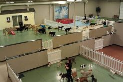 Best Dog Day Care in Los Gatos: Top Choices My Caring Dog – Tips, Stories, and Care Guides for Loving Pet Owners Best Dog Day Care in Los Gatos: Top Choices | My Caring Dog – Tips, Stories, and Care Guides for Loving Pet Owners