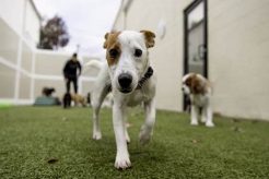 Dog Day Care Mount Pleasant Sc My Caring Dog – Tips, Stories, and Care Guides for Loving Pet Owners Dog Day Care Mount Pleasant Sc | My Caring Dog – Tips, Stories, and Care Guides for Loving Pet Owners