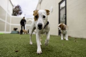 Dog Day Care Mount Pleasant Sc My Caring Dog – Tips, Stories, and Care Guides for Loving Pet Owners Dog Day Care Mount Pleasant Sc | My Caring Dog – Tips, Stories, and Care Guides for Loving Pet Owners