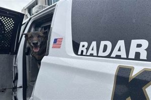Top K9 Media Resources for Car Dog Enthusiasts My Caring Dog – Tips, Stories, and Care Guides for Loving Pet Owners Top K9 Media Resources for Car Dog Enthusiasts | My Caring Dog – Tips, Stories, and Care Guides for Loving Pet Owners