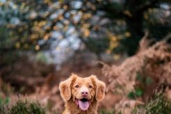 Best Dog Day Care in El Paso: Top Choices My Caring Dog – Tips, Stories, and Care Guides for Loving Pet Owners Best Dog Day Care in El Paso: Top Choices | My Caring Dog – Tips, Stories, and Care Guides for Loving Pet Owners