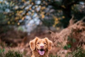 Best Dog Day Care in El Paso: Top Choices My Caring Dog – Tips, Stories, and Care Guides for Loving Pet Owners Best Dog Day Care in El Paso: Top Choices | My Caring Dog – Tips, Stories, and Care Guides for Loving Pet Owners