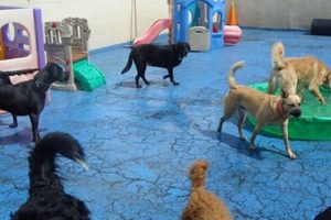 Top SoBo Dog Care in Baltimore: Your Guide My Caring Dog – Tips, Stories, and Care Guides for Loving Pet Owners Top SoBo Dog Care in Baltimore: Your Guide | My Caring Dog – Tips, Stories, and Care Guides for Loving Pet Owners