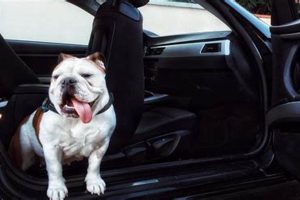 Pet-Friendly Rides: Dog Rules for Rental Cars Explained My Caring Dog – Tips, Stories, and Care Guides for Loving Pet Owners Pet-Friendly Rides: Dog Rules for Rental Cars Explained | My Caring Dog – Tips, Stories, and Care Guides for Loving Pet Owners