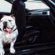 Pet-Friendly Rides: Dog Rules for Rental Cars Explained | My Caring Dog – Tips, Stories, and Care Guides for Loving Pet Owners