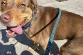 Best Dog Rescue in St. Louis, MO: Adopt Today My Caring Dog – Tips, Stories, and Care Guides for Loving Pet Owners Best Dog Rescue in St. Louis, MO: Adopt Today | My Caring Dog – Tips, Stories, and Care Guides for Loving Pet Owners
