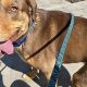 Best Dog Rescue in St. Louis, MO: Adopt Today | My Caring Dog – Tips, Stories, and Care Guides for Loving Pet Owners