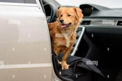 Essential Car Training Tips for Your Dog My Caring Dog – Tips, Stories, and Care Guides for Loving Pet Owners Essential Car Training Tips for Your Dog | My Caring Dog – Tips, Stories, and Care Guides for Loving Pet Owners