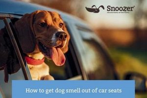 How To Get Dog Smell Out Of Car My Caring Dog – Tips, Stories, and Care Guides for Loving Pet Owners How To Get Dog Smell Out Of Car | My Caring Dog – Tips, Stories, and Care Guides for Loving Pet Owners
