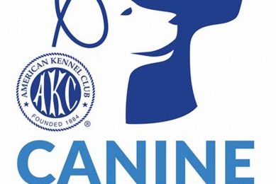 Best Canine Partners Programs for Car Dogs My Caring Dog – Tips, Stories, and Care Guides for Loving Pet Owners Best Canine Partners Programs for Car Dogs | My Caring Dog – Tips, Stories, and Care Guides for Loving Pet Owners