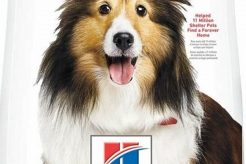 Hills Skin Care Dog Food My Caring Dog – Tips, Stories, and Care Guides for Loving Pet Owners Hills Skin Care Dog Food | My Caring Dog – Tips, Stories, and Care Guides for Loving Pet Owners