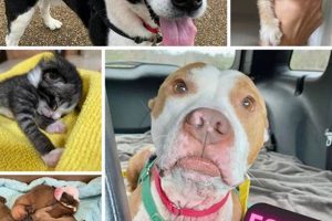 Dog Foster Care Near Me My Caring Dog – Tips, Stories, and Care Guides for Loving Pet Owners Dog Foster Care Near Me | My Caring Dog – Tips, Stories, and Care Guides for Loving Pet Owners