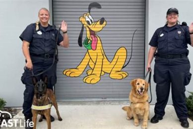 Disney K9 Handler Jobs My Caring Dog – Tips, Stories, and Care Guides for Loving Pet Owners Disney K9 Handler Jobs | My Caring Dog – Tips, Stories, and Care Guides for Loving Pet Owners