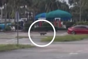 Abandoned Dog Chasing Car: Didi's Story My Caring Dog – Tips, Stories, and Care Guides for Loving Pet Owners Abandoned Dog Chasing Car: Didi's Story | My Caring Dog – Tips, Stories, and Care Guides for Loving Pet Owners