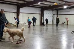 Best Dog Day Care in Salem, Oregon: Top Picks My Caring Dog – Tips, Stories, and Care Guides for Loving Pet Owners Best Dog Day Care in Salem, Oregon: Top Picks | My Caring Dog – Tips, Stories, and Care Guides for Loving Pet Owners