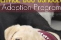 Adopt Retired Service Dogs: Find Your Companion My Caring Dog – Tips, Stories, and Care Guides for Loving Pet Owners Adopt Retired Service Dogs: Find Your Companion | My Caring Dog – Tips, Stories, and Care Guides for Loving Pet Owners