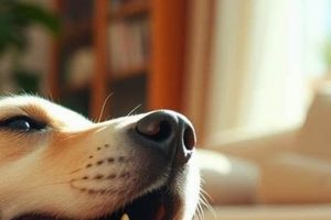 Petting Dogs With Your Feet: Do They Care? My Caring Dog – Tips, Stories, and Care Guides for Loving Pet Owners Petting Dogs With Your Feet: Do They Care? | My Caring Dog – Tips, Stories, and Care Guides for Loving Pet Owners