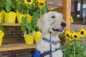 Hope Service Dogs: Reviews & Ratings My Caring Dog – Tips, Stories, and Care Guides for Loving Pet Owners Hope Service Dogs: Reviews & Ratings | My Caring Dog – Tips, Stories, and Care Guides for Loving Pet Owners