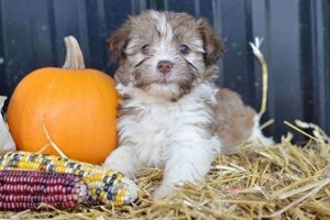 Adopt Free Puppies in Columbus, Ohio Today! My Caring Dog – Tips, Stories, and Care Guides for Loving Pet Owners Adopt Free Puppies in Columbus, Ohio Today! | My Caring Dog – Tips, Stories, and Care Guides for Loving Pet Owners