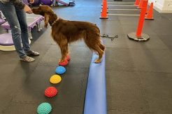 Advanced Dog Training C: Level Up Your Canine My Caring Dog – Tips, Stories, and Care Guides for Loving Pet Owners Advanced Dog Training C: Level Up Your Canine | My Caring Dog – Tips, Stories, and Care Guides for Loving Pet Owners
