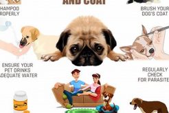 Dog Sick Care Guide: Tips & Advice My Caring Dog – Tips, Stories, and Care Guides for Loving Pet Owners Dog Sick Care Guide: Tips & Advice | My Caring Dog – Tips, Stories, and Care Guides for Loving Pet Owners