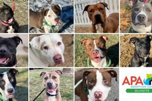ASPCA St. Louis MO: Adopt, Don't Shop My Caring Dog – Tips, Stories, and Care Guides for Loving Pet Owners ASPCA St. Louis MO: Adopt, Don't Shop | My Caring Dog – Tips, Stories, and Care Guides for Loving Pet Owners
