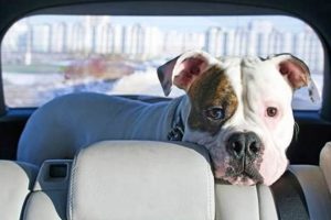 Conquer Dog Fear of Car Rides: Expert Tips My Caring Dog – Tips, Stories, and Care Guides for Loving Pet Owners Conquer Dog Fear of Car Rides: Expert Tips | My Caring Dog – Tips, Stories, and Care Guides for Loving Pet Owners