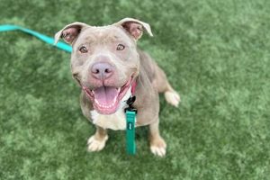 Adopt a Pet Dog at KC Pet Project Independence MO My Caring Dog – Tips, Stories, and Care Guides for Loving Pet Owners Adopt a Pet Dog at KC Pet Project Independence MO | My Caring Dog – Tips, Stories, and Care Guides for Loving Pet Owners