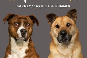 Adoptable Dogs: Scar Care & Healing Guide My Caring Dog – Tips, Stories, and Care Guides for Loving Pet Owners Adoptable Dogs: Scar Care & Healing Guide | My Caring Dog – Tips, Stories, and Care Guides for Loving Pet Owners