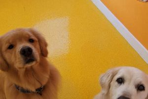Top Dog Day Care in Toronto: Best Options My Caring Dog – Tips, Stories, and Care Guides for Loving Pet Owners Top Dog Day Care in Toronto: Best Options | My Caring Dog – Tips, Stories, and Care Guides for Loving Pet Owners